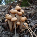 Funghi