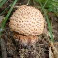 Funghi