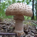 Funghi