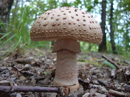Funghi