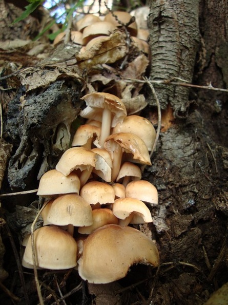 Funghi