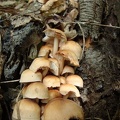 Funghi