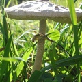 Funghi