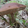 Funghi