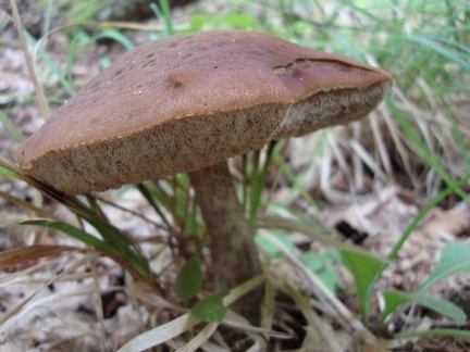 Funghi