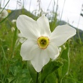 Narciso