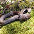 Vipera
