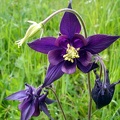 Aquilegia