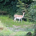 Daino