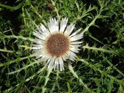 Carlina