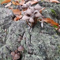 Funghi