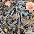 Amanita falloide