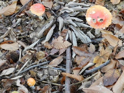 Amanita falloide