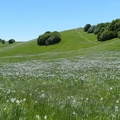 Fioritura dei narcisi al Pian della Cavalla