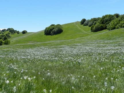 Fioritura dei narcisi al Pian della Cavalla