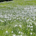 Fioritura dei narcisi al Pian della Cavalla