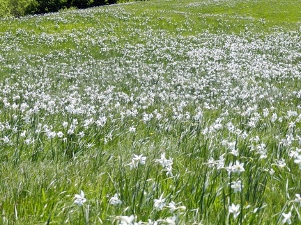 Fioritura dei narcisi al Pian della Cavalla