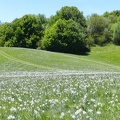 Fioritura dei narcisi al Pian della Cavalla