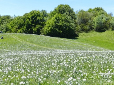 Fioritura dei narcisi al Pian della Cavalla