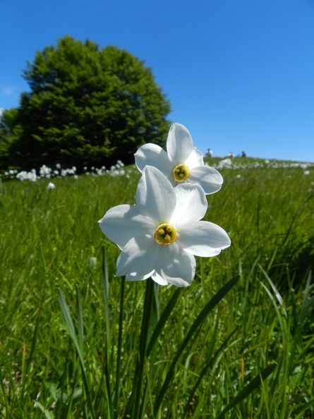 Fioritura dei narcisi al Pian della Cavalla3.jpg