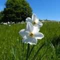 Fioritura dei narcisi al Pian della Cavalla