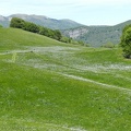 Fioritura dei narcisi al Pian della Cavalla 2013 