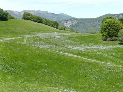 Fioritura dei narcisi al Pian della Cavalla 2013 