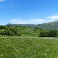 Fioritura dei narcisi al Pian della Cavalla 2013