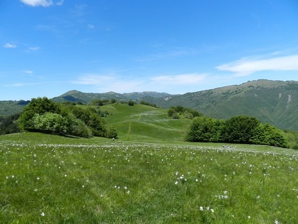 Fioritura dei narcisi al Pian della Cavalla 2013