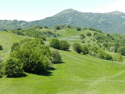 Fioritura dei narcisi al Pian della Cavalla 2013