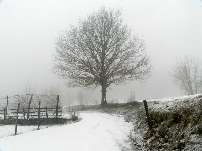 Albero.jpg