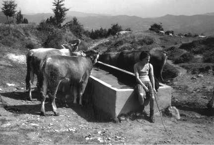 Mucche alla vasca di via Piana