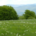 17 maggio - Gita al Pian della Cavalla
