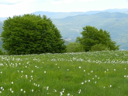 17 maggio - Gita al Pian della Cavalla