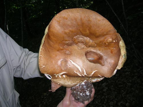 funghi_20090518_1094452912.jpg