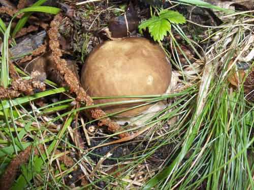 funghi_20090518_1798739582.jpg