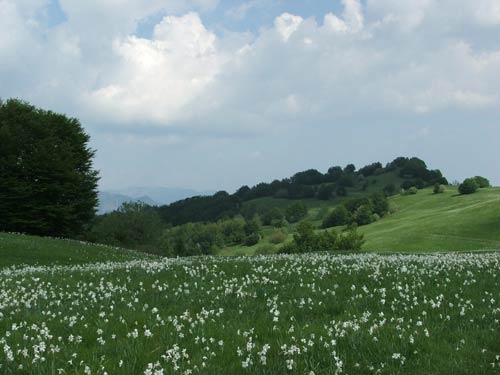 narcisi_sul_monte_della_cavalla_20090521_1073105599.jpg