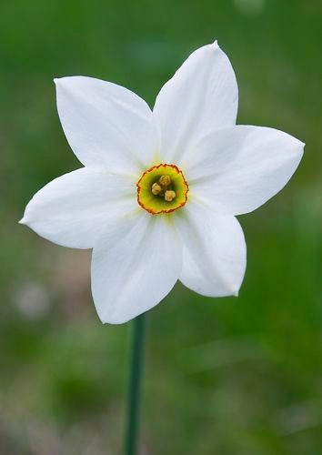 Fioritura dei narcisi sul monte della Cavalla