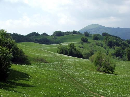 narcisi_sul_monte_della_cavalla_20090521_1412582231.jpg