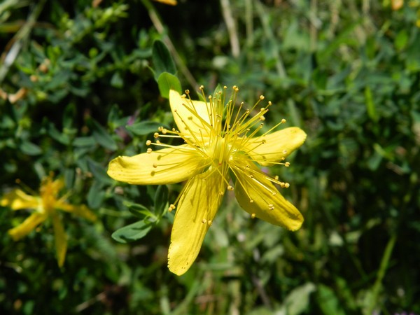 natura_e_paesaggio_10_20110909_1634612578.jpg