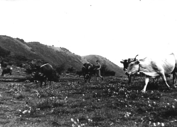 Pascolo sul monte