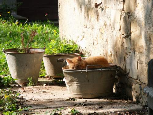 Il gatto si riposa