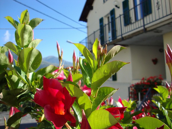 fiori_20101110_1400455160.jpg