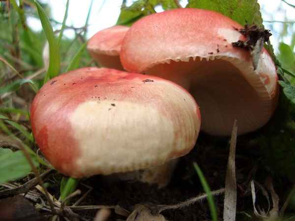 funghi_20101110_2089812305.jpg