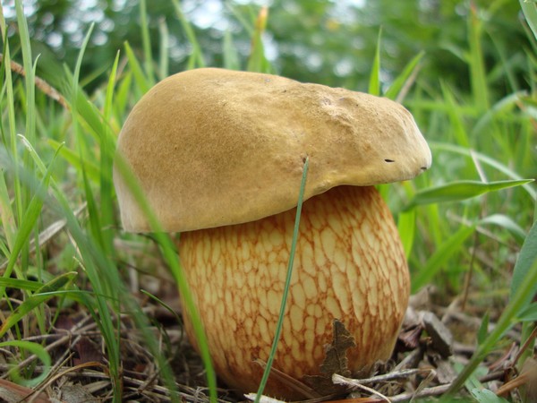 Funghi