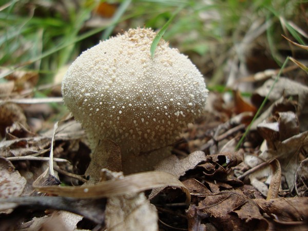 Funghi