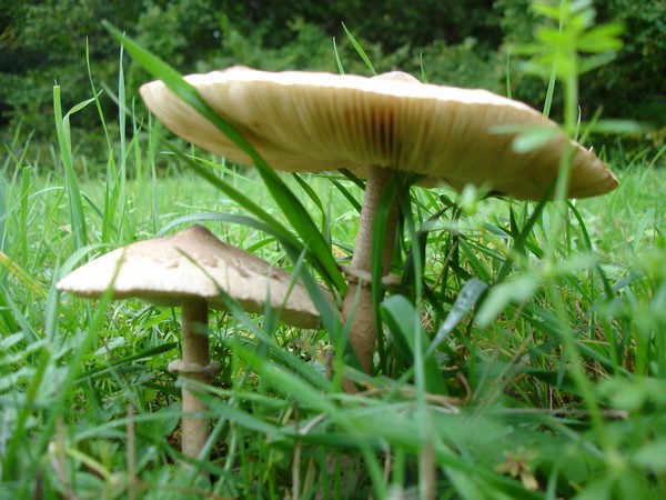 funghi_20101110_1618308998.jpg