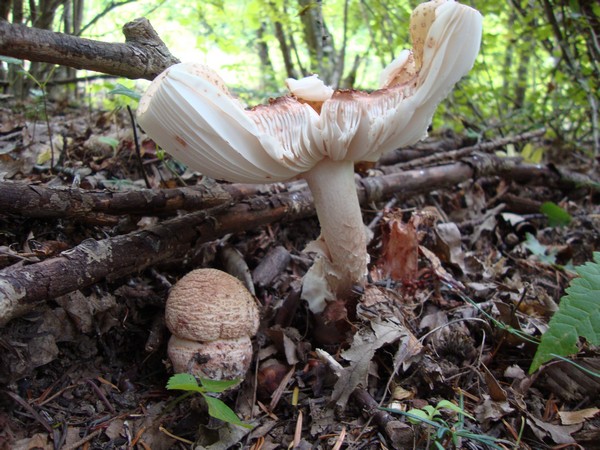 Funghi