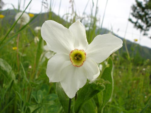 Narciso