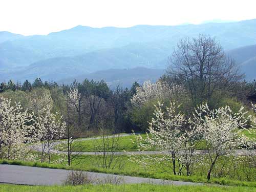 Alberi in fiore